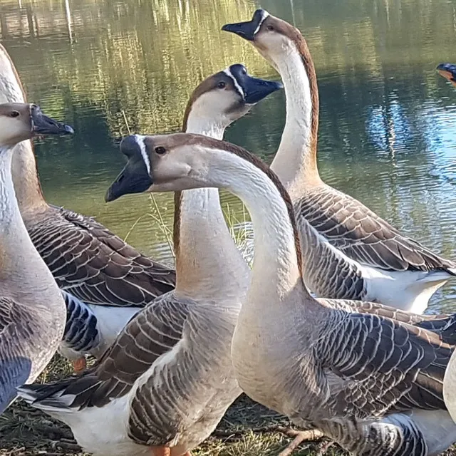 Ganso Sinaleiro Pardo Africano - aves adultas