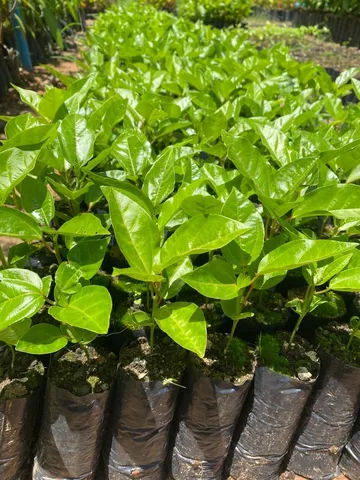 Mudas frutíferas 