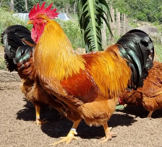 New Hampshire - Padrão super definido - Ovos de qualidade