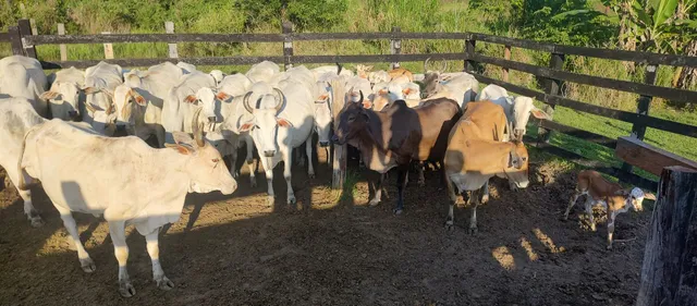 Vendo lote de boi 