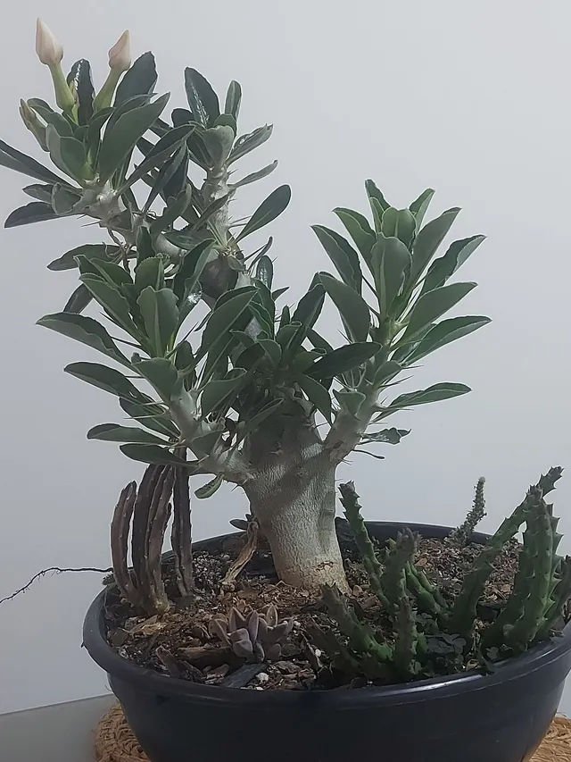 Pachipodiun Saundersii