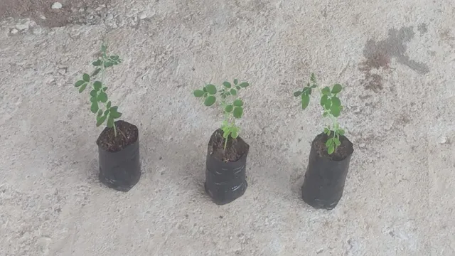 Mudas de Moringa
