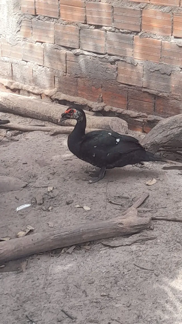 Patos adultos
