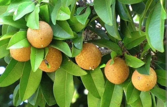 Temos pé de sapoti 2anos