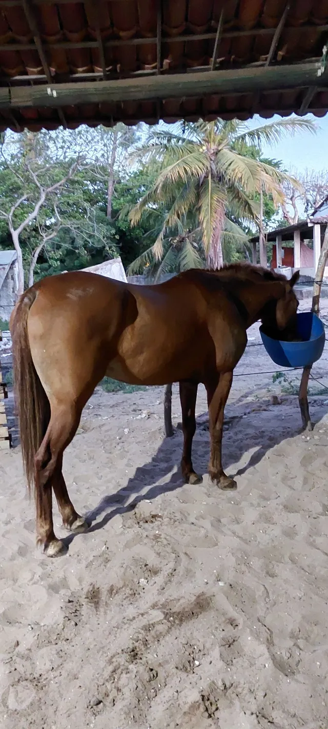 Cavalo avenda