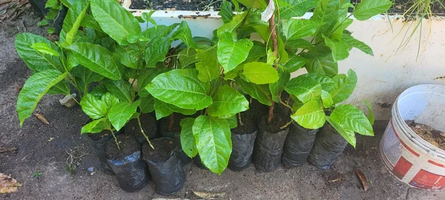 Mudas de Maracujá 