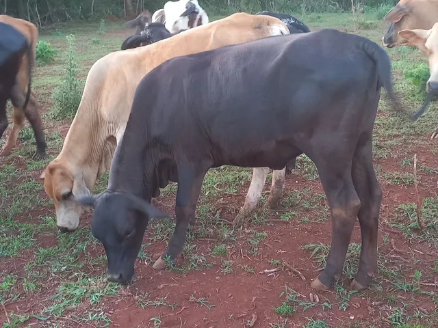 Lote 8 bovinos!! 7 fêmeas sendo 5 Jersey 1 macho
