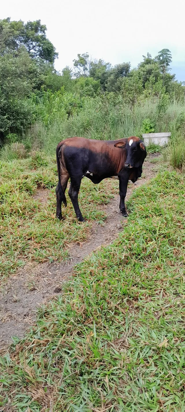 Bezerra "cruzada"