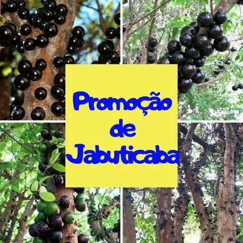 Jabuticaba produzindo