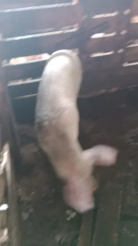 Porco Vivo