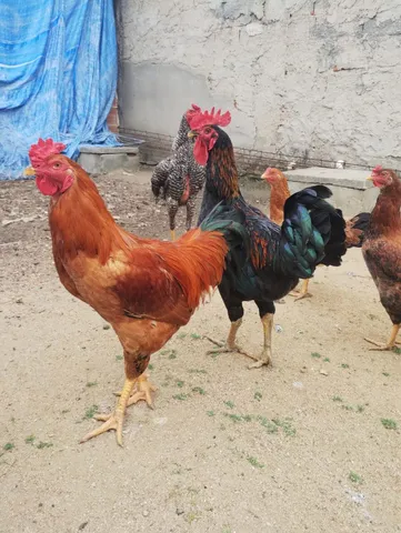 Vendo Galo
