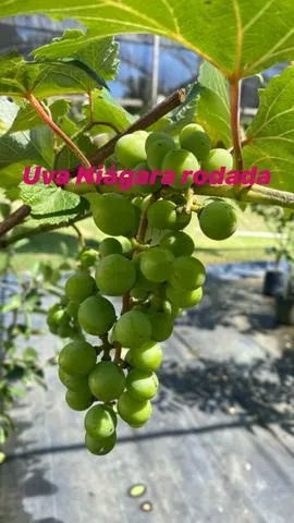 Mudas frutíferas