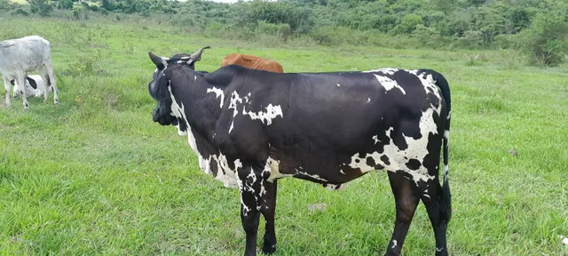 2 novilhas e uma vaca