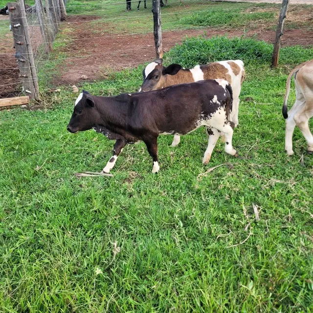 Mini vaca/ leiteira