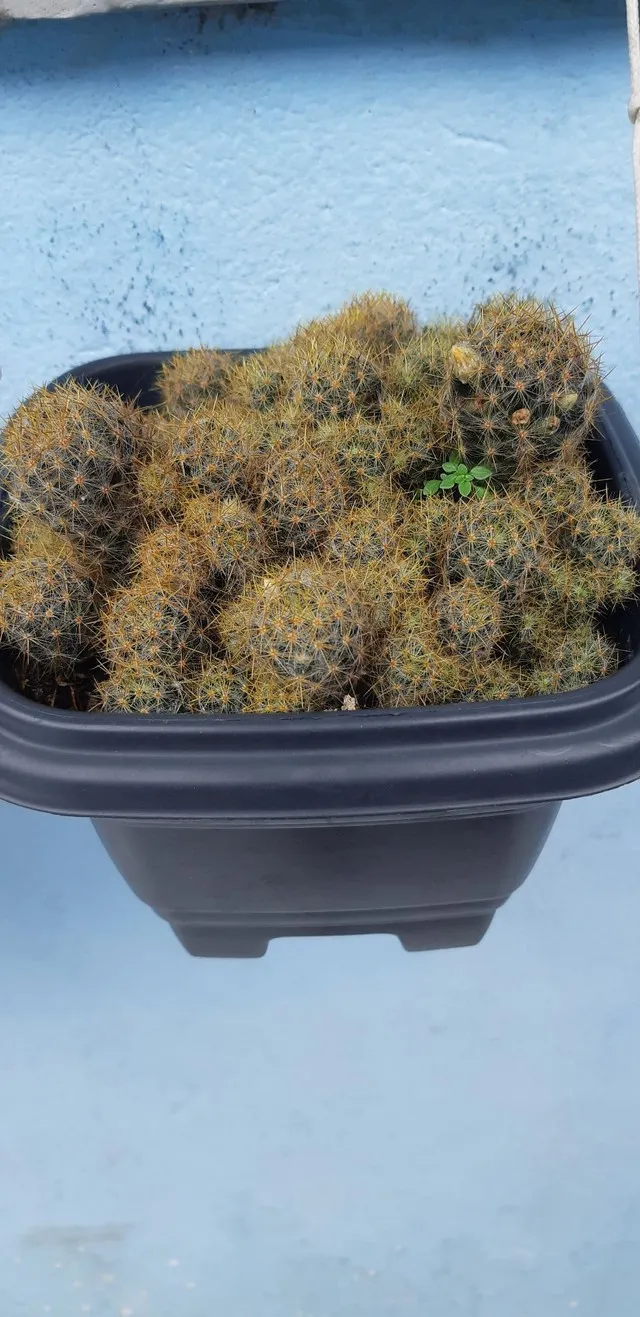 Mudas de cactos.