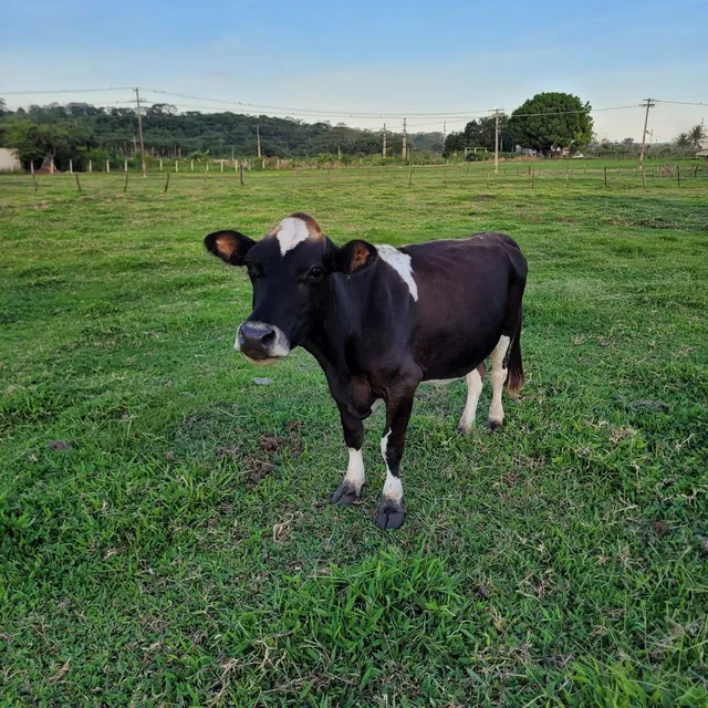 Mini vaca leiteira 