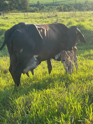 Vende se vacas de leite 