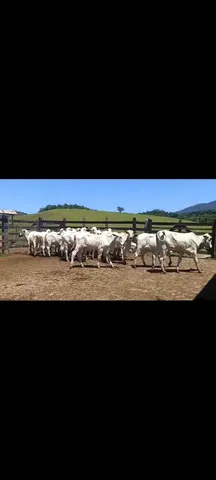 Bezerras Tabanel