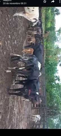 09 vacas a venda