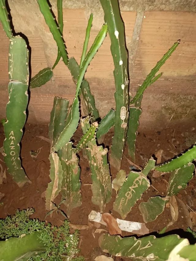 Pitayas andina muda enxertada R$80 pitays não andina R$35 tenho vermelhas e brancas