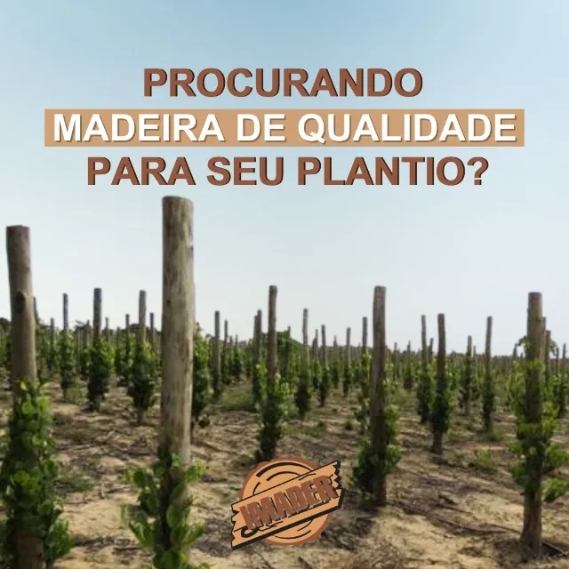 Estacas de Eucalipto Tratado