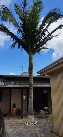 Palmeira 