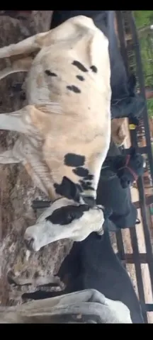 09 vacas girolanda 