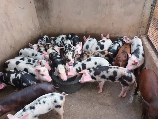 Leitoa caipira