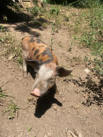 Vendo leitão 60 dias 