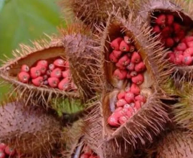 VENDO SEMENTES DE URUCUM NATURAL