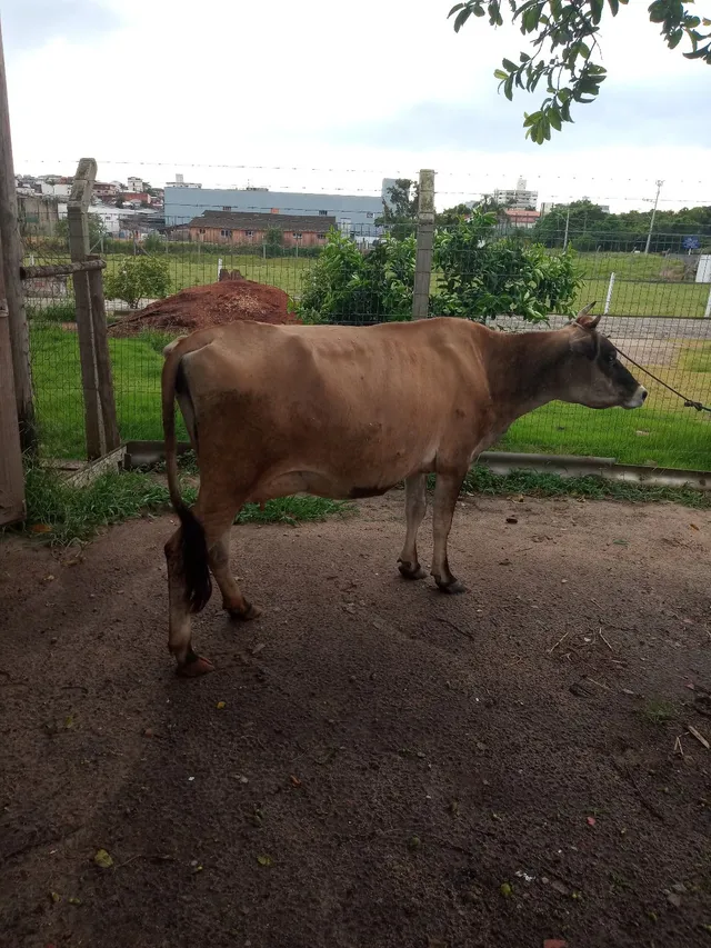 Novilha Jersey 