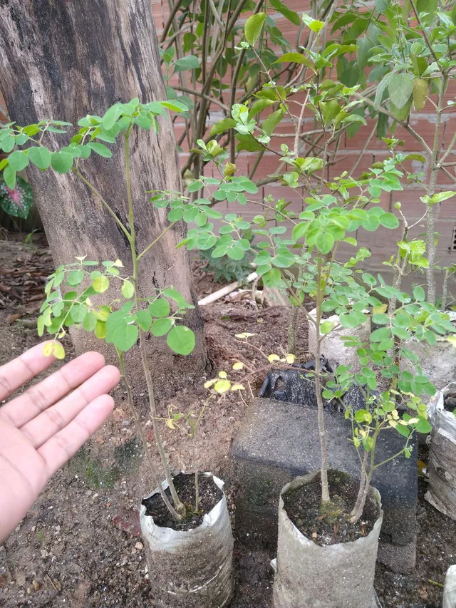 Mudas de Moringa Oleifera (São Gonçalo, RJ - não fazemos entregas)