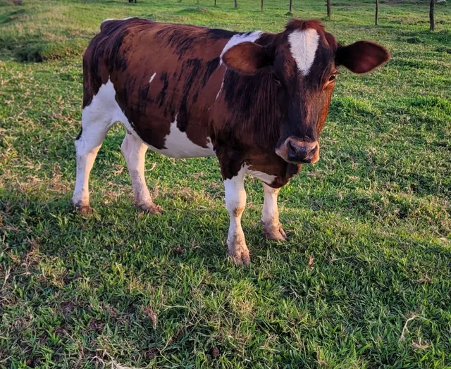 Mini vaca / criação própria 