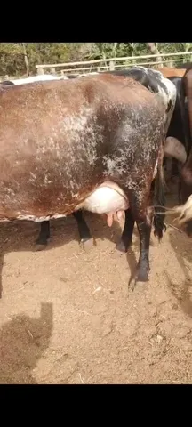 Vendo vacas de leite MG