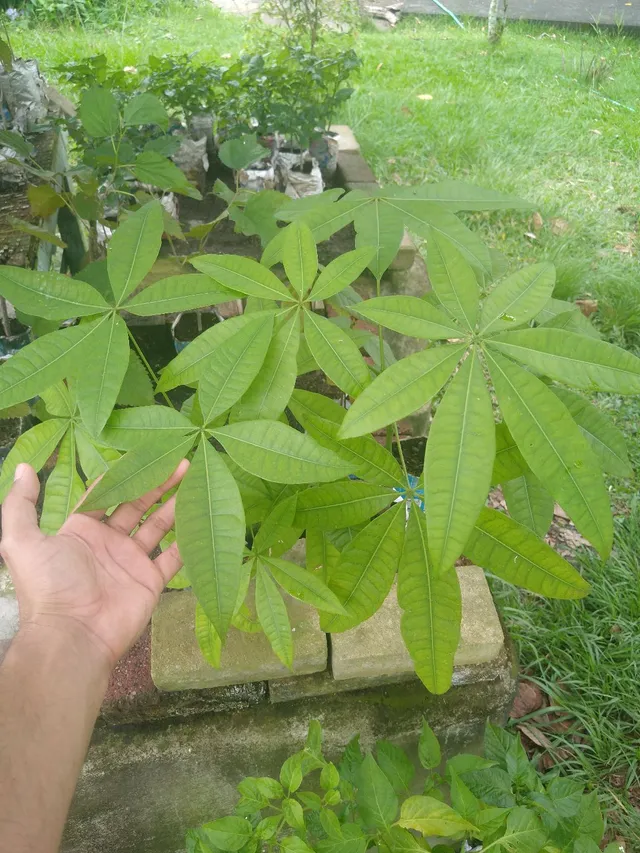Mudas de Castanha do Maranhão (São Gonçalo, RJ - não fazemos entregas)