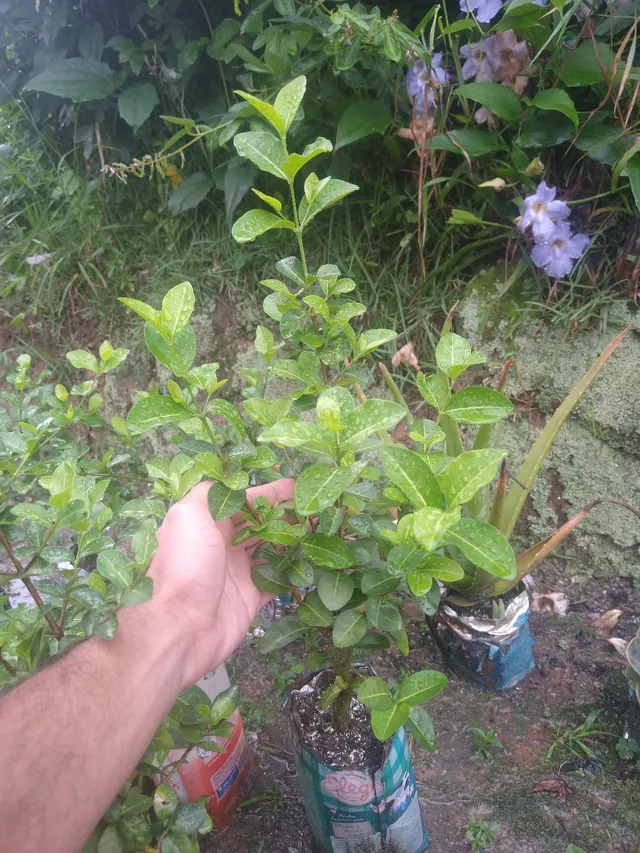 Mudas de Acerola (São Gonçalo, RJ - não fazemos entregas)
