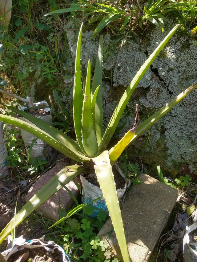 Mudas de Babosa (São Gonçalo, RJ - não fazemos entregas)