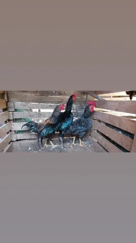 Aves a venda.