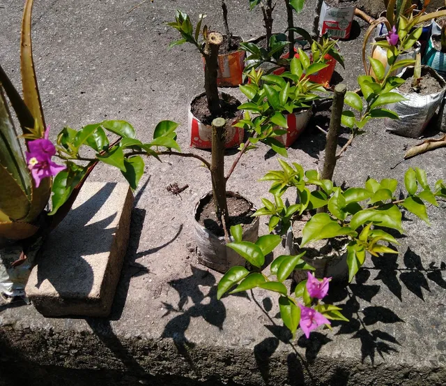 Mudas de Bougainville (flor lilás) (São Gonçalo, RJ - não fazemos entregas)