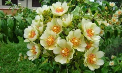 Planta Ora-pro-nóbis