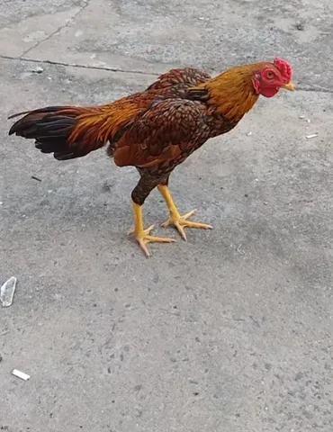 Galo koka iodo