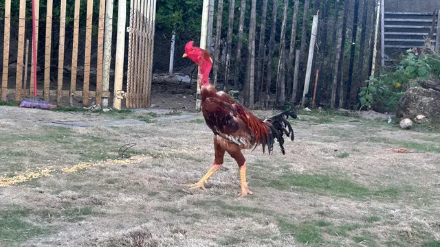 Índio gigante puro 