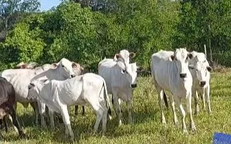 Novilhas 