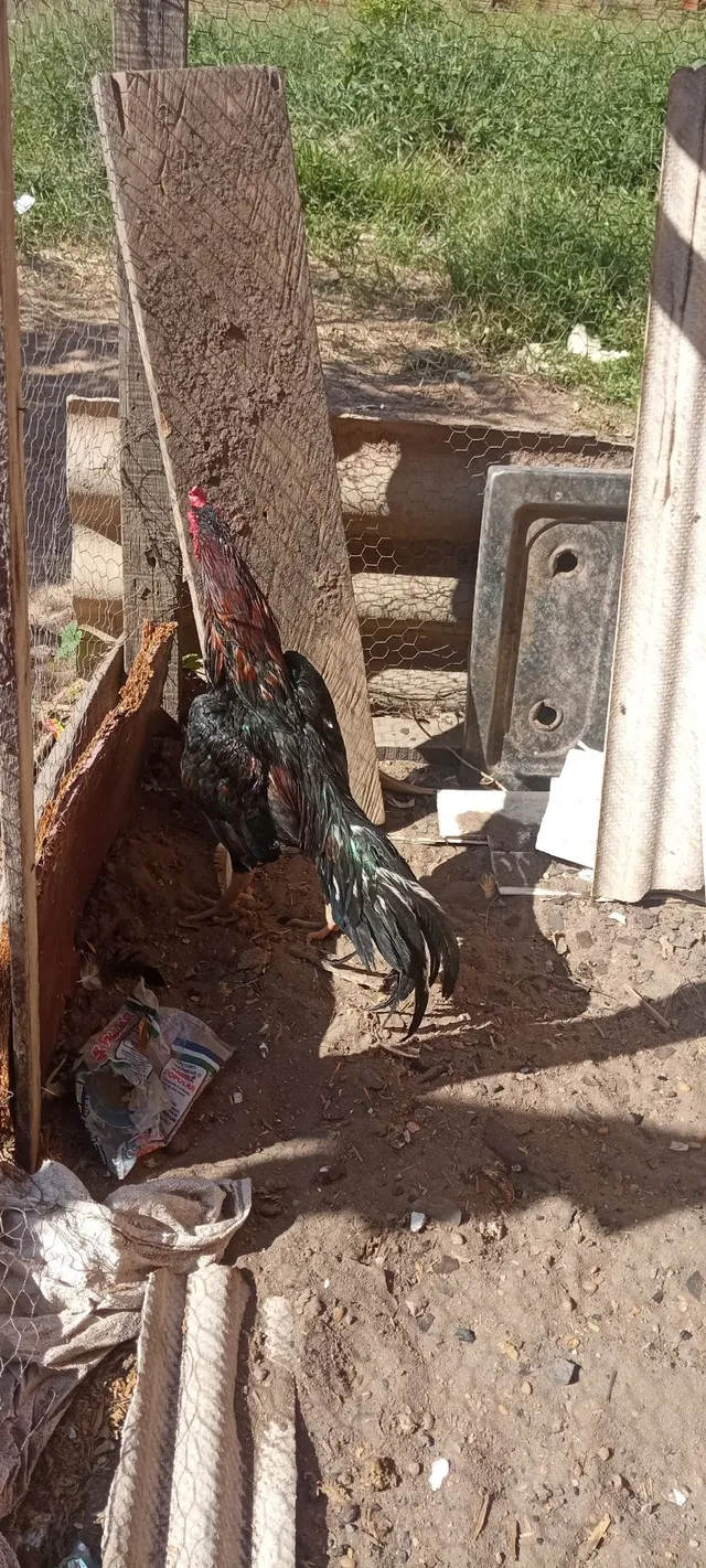 Galo carioca 
