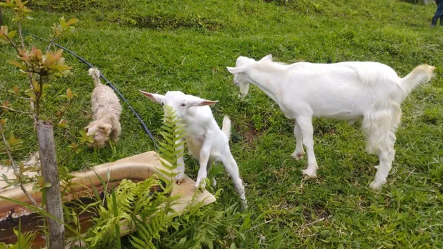 Cabrito para venda