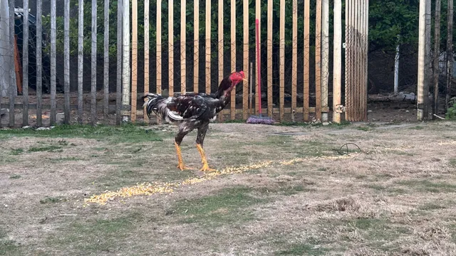 Índio gigante puro 