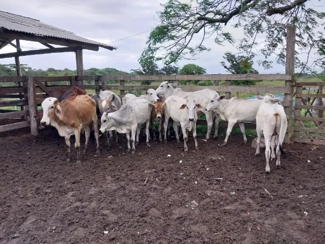 Lote de novilhos 