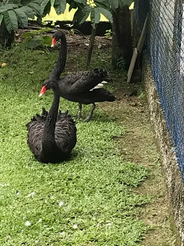 Casal de cisne negro 