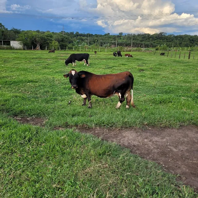 Mini vaca top prenhe