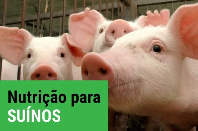 Farelo de trigo 30kg